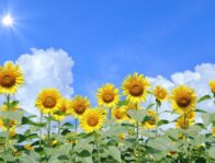 子供の夏休み！どうやって円満に過ごす？